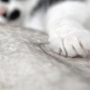 청소하는고양이 이미지