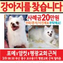 강아지찾습니다 (포메라니언/암컷/부산) 부산시 중구에서 잃어버린 포메라니언 강아지 찾는 전단입니다. 이미지