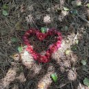 거제지심도 | 경남 거제 지심도 당일치기 여행 배편 동백꽃