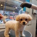 그루밍, 모아 이미지