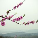 복사꽃 이미지