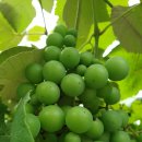 영조농장 이미지