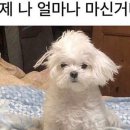 598양꼬치