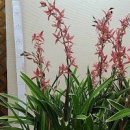 서양란 사임당 키우기, 서양란 포기나누기, 서양란 겨울나기, 이미지