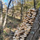 인제13-1 이미지