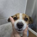 이쁜강아지 이미지