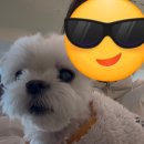 눈초롱안과의원 | [공지] 청담눈초롱안과병원 초진 진료 후기 말티즈 백내장