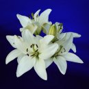 천주의성요한병원 이미지