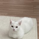 쪼꼬미 이미지