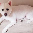 페티포티 이미지