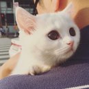 비포유동물병원 이미지
