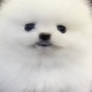 댕댕프렌즈 이미지