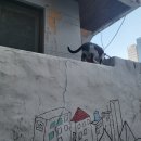 제주맛돈 이미지