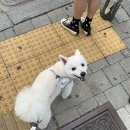 김쌤애견 이미지