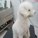 개멋지냥 이미지