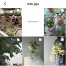 마리뮤플라워 네이버블로그