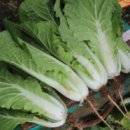 열무농장 이미지