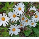 이영춘「들풀」 이미지