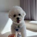 비숑 강아지 면역력 영양제로 추천하는 슈퍼펫 프리미엄 종합영양제