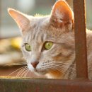 이루다 동물메디컬센터 이미지