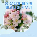 허브이야기 이미지