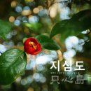 동백나무집민박