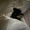 가평댕댕이애견펜션그린 | 가평 댕댕이 애견 펜션 그린 후기