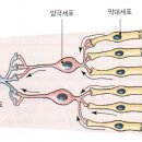 중3 눈의구조관련 수업 질문 이미지