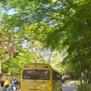 대구동성로호스텔 | 대구 현풍 비슬산 참꽃 축제 - 후기; 어제가 만개였다던데 맞나?