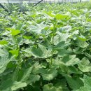 블랙커런트묘목 흑단품종 튼실한 모습입니다 이미지