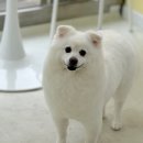 그루밍:담 이미지