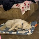 강아지대학로 이미지