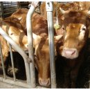 임실한우 이미지