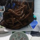 26년 첫 약초 산행 (천마) 이미지