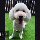 안정순환로104번길 | (평택, 강아지, 고양이, 애견미용, 추천!) 해피도그 평택 해피도그, 믿을 수 있는 서비스