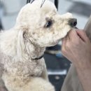 춘천애견미용학원 이미지