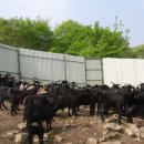 청송흑염소농장 이미지