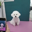 펫 아지트 이미지