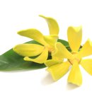 일랑일랑 헤어 이미지