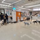 네발로오시개 이미지