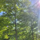 장원손칼국수 이미지