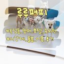 루루호텔 | 옥정동 강아지 돌봄 호텔 유치원 24시간 시간제 루루퍼피 내돈내산 후기