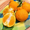 산들강농장 | [산들강바다] 제주 웃드르 농장의 한라봉으로 품격있는 선물 준비해보세요!