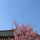 옛집 | 아산 현충사 홍매화 실시간 개화 후기｜현충사 홍매화 위치 및 주차 꿀팁｜아이랑 봄나들이 추천