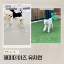 해피데이즈 | 인천 부평 강아지 유치원 소수정예 꼼꼼한 케어 해피데이즈 솔직후기