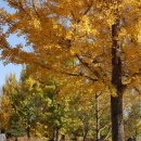 강천보건지소 | 서울근교 은행나무 명소 여주 강천섬 현상황, 강천섬 주차 (20241103)