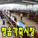 전라도가축 티스토리