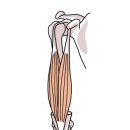 상완두갈래근, 이두박근이라고도 불리는 근육 이미지