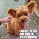 미소펫 | 강아지 이름표 후기🐶 까부리에게 어울리는 빨간 인식표, 쿠팡에서 득템!