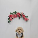 펫보드레 이미지